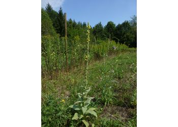 Kleinblütige Königskerze (Verbascum thapsus) - © Philipp Sengl